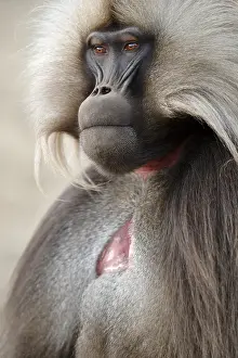 Gelada Monkey Drucke: Gelada, Gelada, Theropithecus gelada