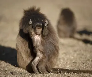Gelada, Gelada, Theropithecus gelada