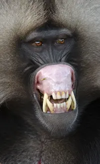 Gelada Monkey Drucke: Gelada, Gelada, Theropithecus gelada