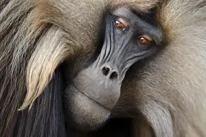 Gelada Monkey Drucke: Gelada, Gelada, Theropithecus gelada