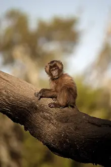 Gelada Monkey Drucke: Gelada, Gelada, Theropithecus gelada