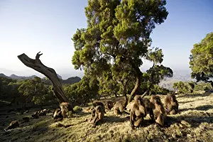 Gelada Monkey Drucke: Gelada, Gelada, Theropithecus gelada