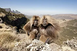 Gelada Monkey Drucke: Gelada, Gelada, Theropithecus gelada