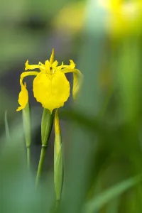Bilder Datiert 14. Mai 2017: Gelbe Lis, Gelbe Glockenblume, Iris pseduacorus