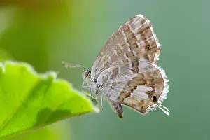 Meadow Wildlife Photography Drucke: Geranium Bronze, Geraniumblauwtje, Cacyreus marshalli