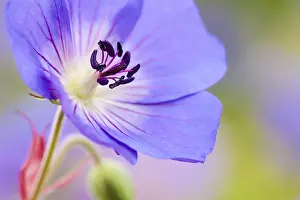 Close Up Garden Flowers Drucke: Geranium Jolly Bee