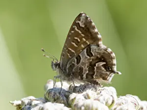 Cacyreus Marshalli Drucke: Geraniumblauwtje, Geranium Bronze, Cacyreus marshalli
