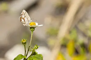 Cacyreus Marshalli Drucke: Geraniumblauwtje, Geranium Bronze, Cacyreus marshalli