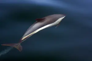 Striped Dolphin Drucke: Gestreepte Dolfijn, Striped Dolphin, Stenella coeruleoalba