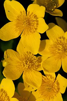 Caltha Palustris Drucke: Gewone dotterbloem, Marsh Marigold, Caltha palustris