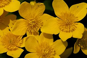 Caltha Palustris Drucke: Gewone dotterbloem, Marsh Marigold, Caltha palustris