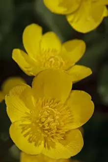 Marsh Flora Drucke: Gewone dotterbloem, Marsh Marigold, Caltha palustris