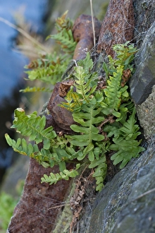 Polypodium Vulgare Drucke: Gewone eikvaren, Common Polypody, Polypodium vulgare