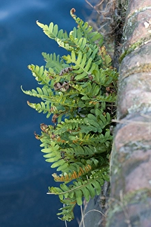 Polypodium Vulgare Drucke: Gewone eikvaren, Common Polypody, Polypodium vulgare