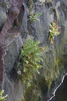 Polypodium Vulgare Drucke: Gewone eikvaren, Common Polypody, Polypodium vulgare
