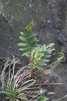 Polypodium Vulgare Drucke: Gewone eikvaren, Common Polypody, Polypodium vulgare