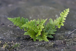 Polypodium Vulgare Drucke: Gewone eikvaren, Common Polypody, Polypodium vulgare