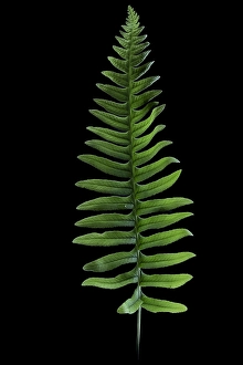 European Nature Conservation Drucke: Gewone eikvaren, Common Polypody, Polypodium vulgare
