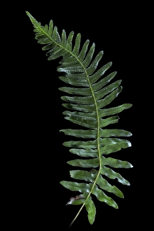 Close Up Green Leaves Drucke: Gewone eikvaren, Common Polypody, Polypodium vulgare