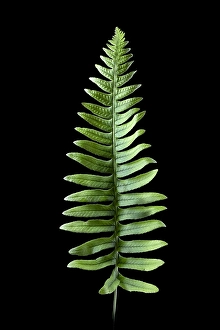 Close Up Green Leaves Drucke: Gewone eikvaren, Common Polypody, Polypodium vulgare