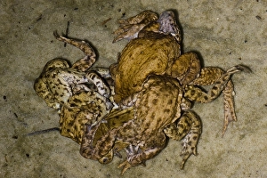Bufo Bufo Drucke: Gewone Pad, Common Toad, Bufo bufo