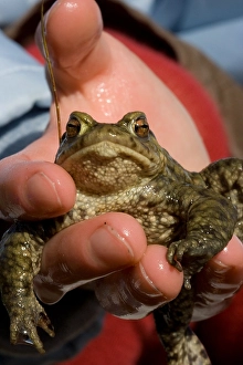 Bufo Bufo Drucke: Gewone pad, Common toad, Bufo bufo