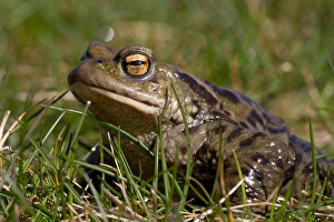 Bufo Bufo Drucke: Gewone pad, Common toad, Bufo bufo