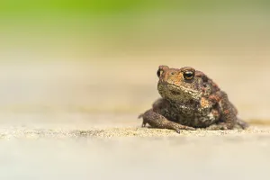 Gewöhnlicher Laubfrosch, Gemeiner Grünfrosch, Bufo bufo