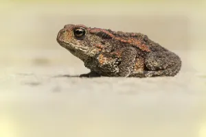 Gewöhnlicher Kröte, Gemeine Kröte, Bufo bufo