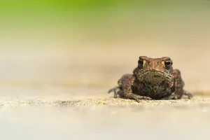Gewöhnlicher Grasfrosch, Gemeiner Laubfrosch, Bufo bufo