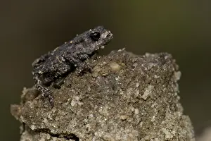 Bufo Bufo Drucke: Gewone Pad; Common Toad; Bufo bufo