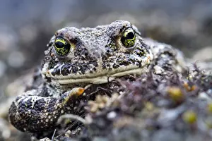 Gewöhnlicher Laubfrosch, Gemeiner Grünfrosch, Bufo bufo