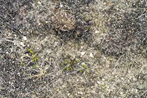 Gewöhnlicher Laubfrosch, Gemeiner Grünfrosch, Bufo bufo