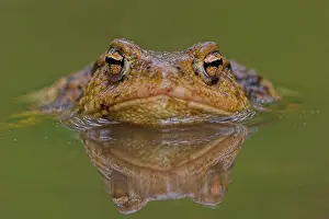 Bufo Bufo Drucke: Gewone pad, Common Toad, Bufo bufo