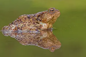 Gerahmter Druck : Gewöhnlicher Laubfrosch, Common Toad, Bufo bufo Gerahmter Druck : Gewöhnlicher Laubfrosch, Common Toad, Bufo bufo