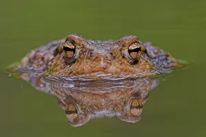 European Amphibian Species Drucke: Gewone pad, Common Toad, Bufo bufo