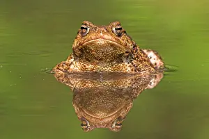 European Amphibian Species Drucke: Gewone pad, Common Toad, Bufo bufo