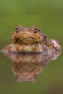 Gerahmter Druck : Gewöhnlicher Kröte, Common Toad, Bufo bufo