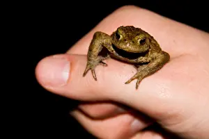 Bufo Bufo Drucke: Gewone Pad, Common Toad, Bufo bufo