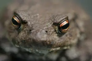 Bufo Bufo Drucke: Gewone Pad, Common Toad, Bufo bufo