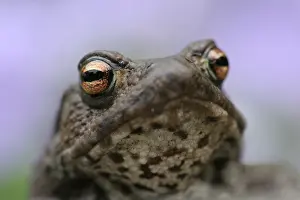 Bufo Bufo Drucke: Gewone Pad, Common Toad, Bufo bufo