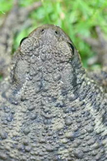 Bilder Datiert 18. Juli 2007: Gewöhnlicher Laubfrosch, Gemeiner Grünfrosch, Bufo bufo