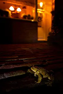 Common Toad Drucke: Gewone Pad, Common Toad, Bufo bufo
