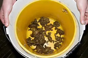 Common Toad Drucke: Gewone Pad, Common Toad, Bufo bufo