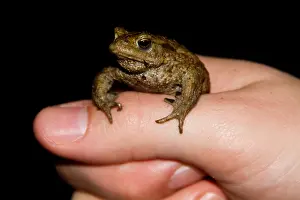Common Toad Drucke: Gewone Pad, Common Toad, Bufo bufo