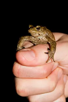 Common Toad Drucke: Gewone Pad, Common Toad, Bufo bufo
