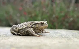 Bufo Bufo Drucke: Gewone pad; Common toad; Bufo bufo