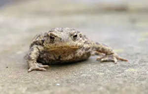 Common Toad Drucke: Gewone pad; Common toad; Bufo bufo