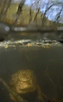 Bilder Datiert 31. März 2014: Gewöhnlicher Laubfrosch, Common Toad, Bufo bufo