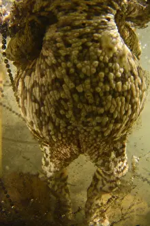 Common Toad Drucke: Gewone pad, Common Toad, Bufo bufo